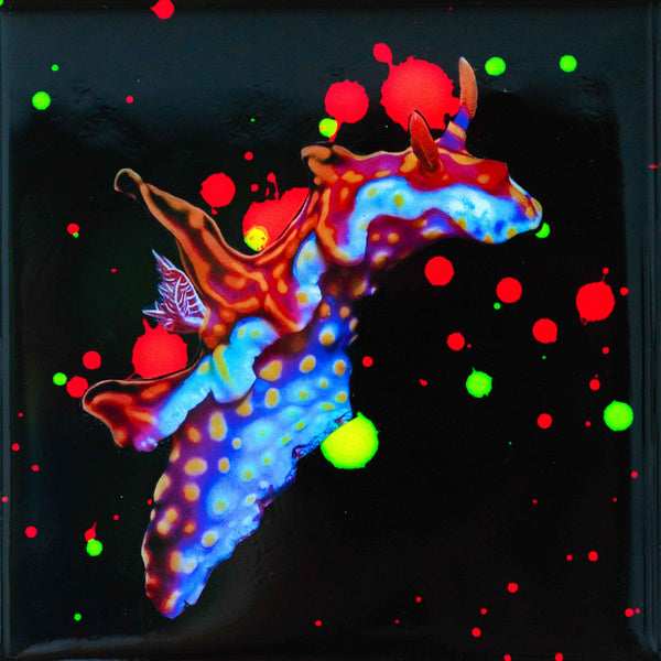 NUDI DRAGON B